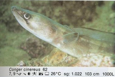 Conger cinereus